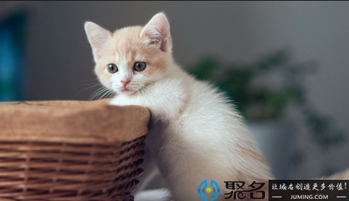 双拼域名“山猫”shanmao.net.cn即将删除，还不来抢？